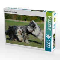 Produktbild: CALVENDO Puzzle Bearded Collies beim Spiel | 1000 Teile Lege-Gr&ouml;&szlig;e 64x48cm Foto-Puzzle f&uuml;r gl&uuml;ckliche Stunden