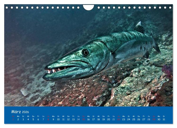 Produktbild: Unterwasserwelten (Wandkalender 2026 DIN A4 quer), CALVENDO Monatskalender