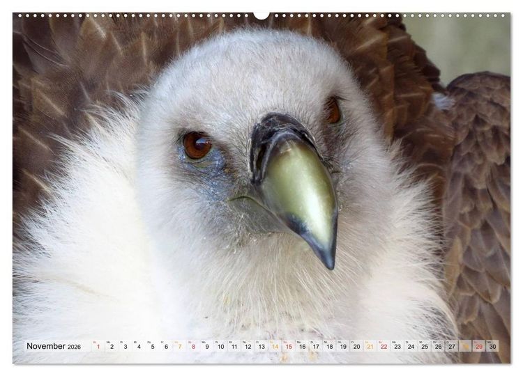 Produktbild: Majest&auml;tische Greifv&ouml;gel (hochwertiger Premium Wandkalender 2026 DIN A2 quer), Kunstdruck in Hochglanz