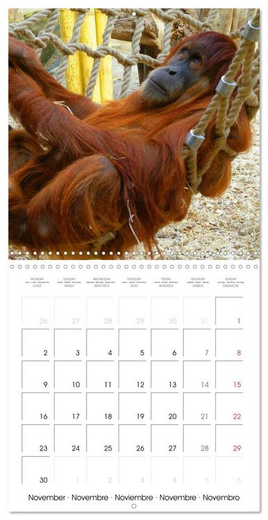 Produktbild: Orangutans Inhabitants of the rainforests (Wall Calendar 2026 12 &times; 12 Inch) CALVENDO 12 Month Wall Calendar