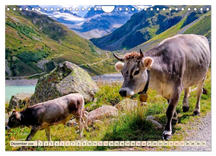 Produktbild: Berg-K&uuml;he, Natur pur - unser sch&ouml;nster Urlaub (Wandkalender 2026 DIN A4 quer), CALVENDO Monatskalender