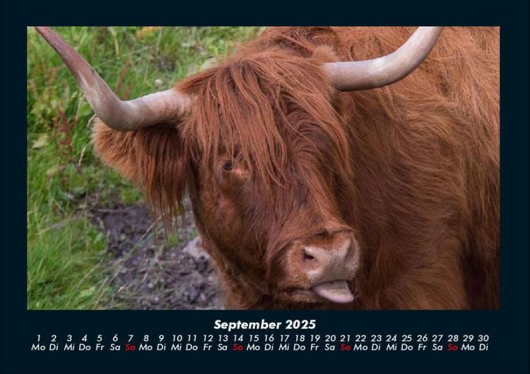 Produktbild: Kuhkalender 2025 Fotokalender DIN A4