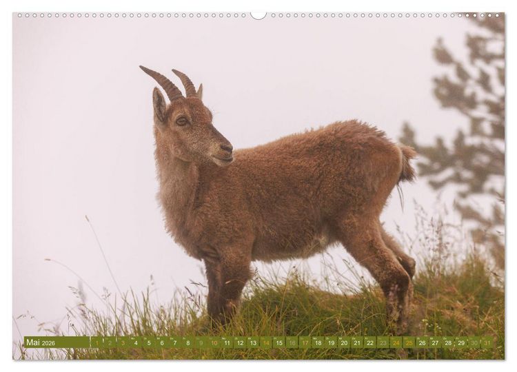 Produktbild: Steinb&ouml;cke am Niederhorn (Wandkalender 2026 DIN A2 quer), CALVENDO Monatskalender