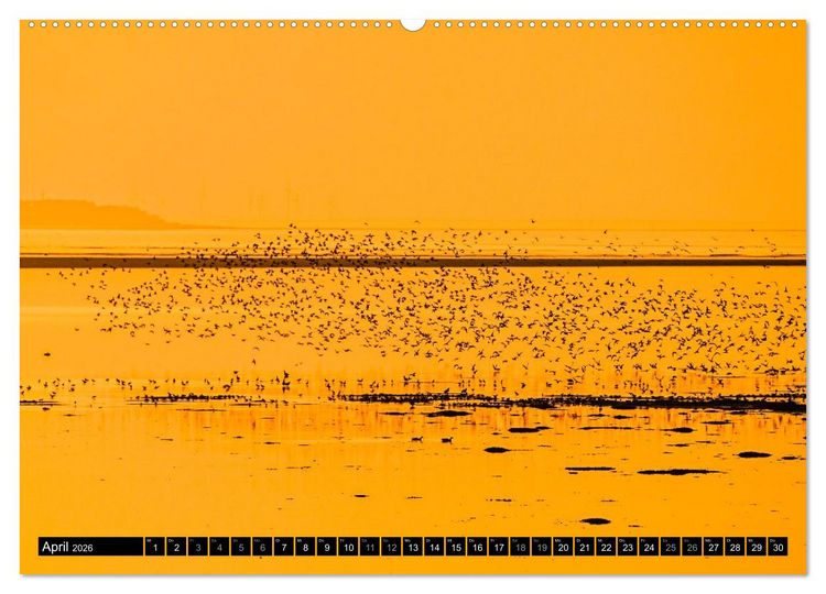 Produktbild: Einzigartige Strandansichten auf Amrum (Wandkalender 2026 DIN A2 quer), CALVENDO Monatskalender