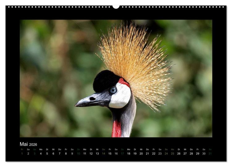 Produktbild: Wilde Tiere Afrikas (Wandkalender 2026 DIN A2 quer), CALVENDO Monatskalender