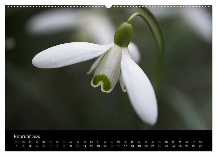 Produktbild: Blumige Farben (Wandkalender 2026 DIN A2 quer), CALVENDO Monatskalender