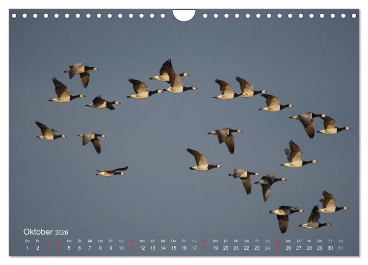 Produktbild: Anblicke und Ausblicke auf Fischland Dar&szlig; (Wandkalender 2026 DIN A4 quer), CALVENDO Monatskalender