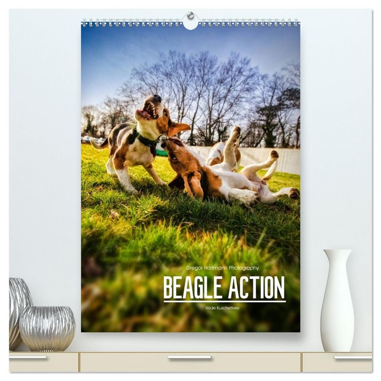 Produktbild: Beagle Action - Wilde Kuscheltiere (hochwertiger Premium Wandkalender 2026 DIN A2 hoch), Kunstdruck in Hochglanz