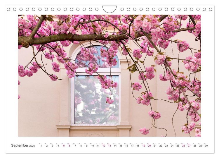 Produktbild: Japanische Kirschbl&uuml;te in Bonn (Wandkalender 2026 DIN A4 quer), CALVENDO Monatskalender