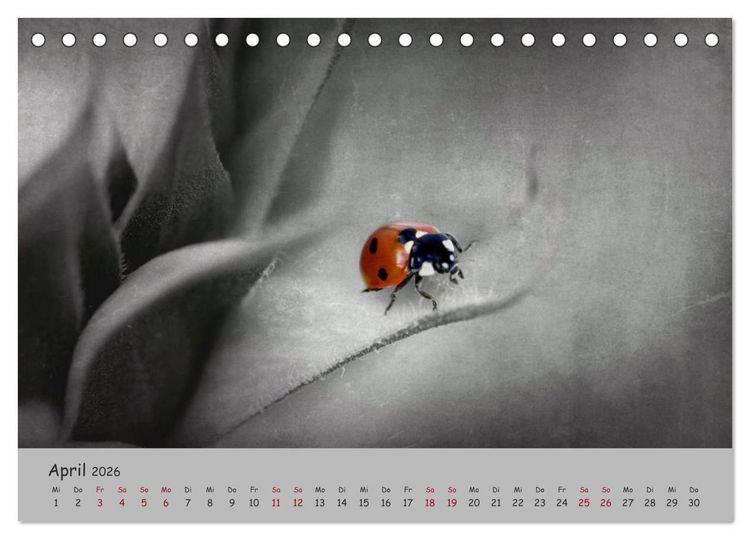 Produktbild: Gl&uuml;cksk&auml;fer (Tischkalender 2026 DIN A5 quer), CALVENDO Monatskalender