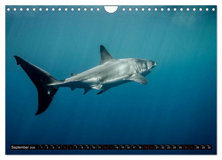 Produktbild: The Great White Shark: King of the Ocean (Wall Calendar 2026 DIN A4 landscape), CALVENDO 12 Month Wall Calendar