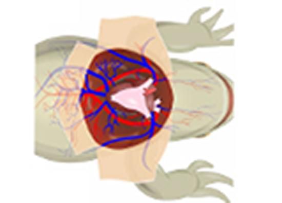 Produktbild: Effect of Temperature on Frog's Cardiogram