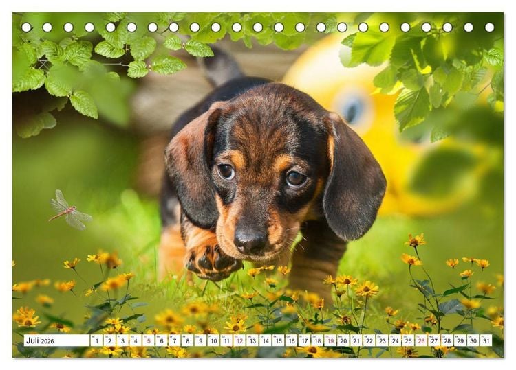 Produktbild: Dackeltr&auml;umereien - Kleine Helden auf 4 Pfoten (Tischkalender 2026 DIN A5 quer), CALVENDO Monatskalender