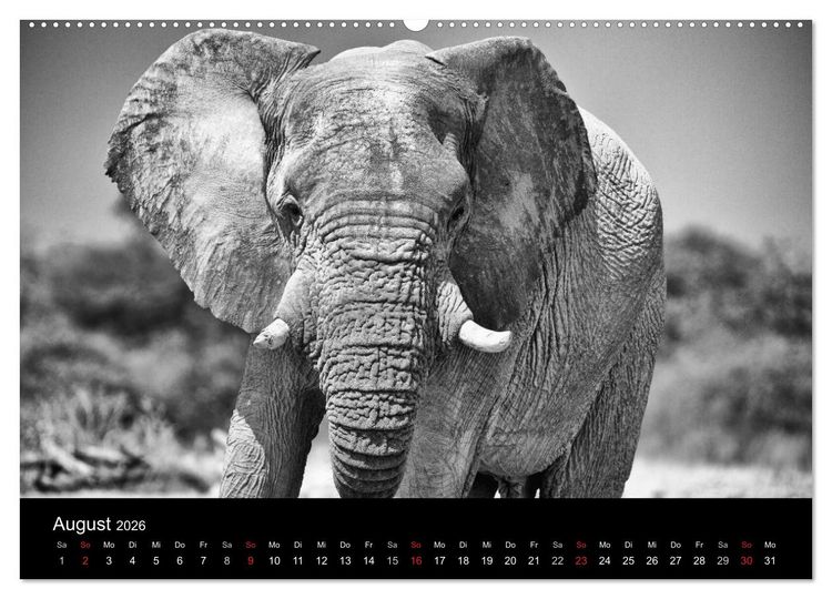 Produktbild: Elefanten Schwarz - Weiss (hochwertiger Premium Wandkalender 2026 DIN A2 quer), Kunstdruck in Hochglanz