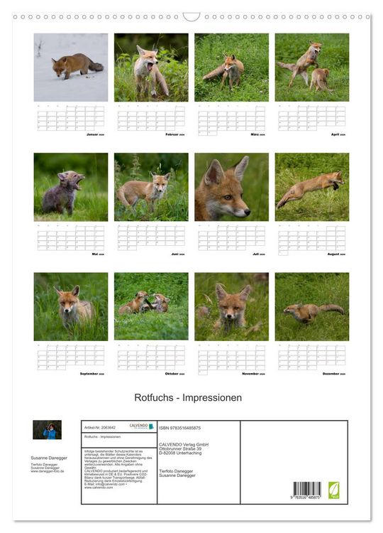 Produktbild: Rotfuchs - Impressionen (Wandkalender 2026 DIN A2 hoch), CALVENDO Monatskalender
