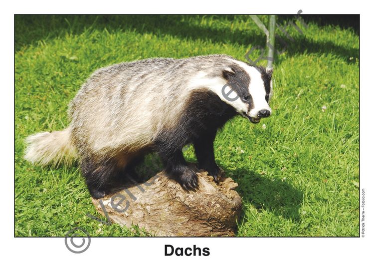 Produktbild: Waldtiere