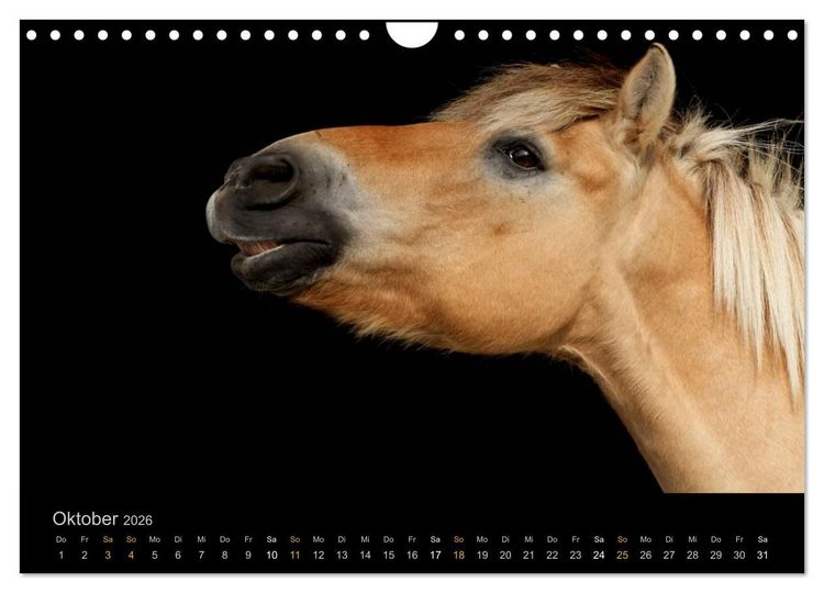 Produktbild: Magische Momente - Pferde Horses Caballos (Wandkalender 2026 DIN A4 quer), CALVENDO Monatskalender