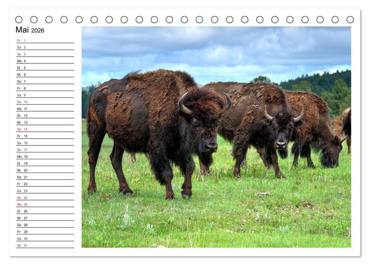 Produktbild: Der nordamerikanische Bison (Tischkalender 2026 DIN A5 quer), CALVENDO Monatskalender