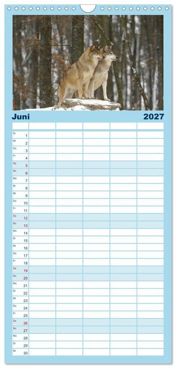 Produktbild: Familienplaner 2027 - Kanadische W&ouml;lfe im Winter mit 5 Spalten (Wandkalender, 21 x 45 cm) CALVENDO