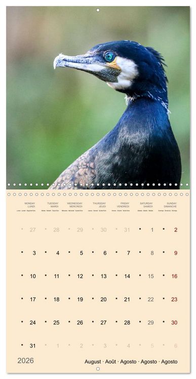 Produktbild: Portraits d'oiseaux des beaut&eacute;s plumeuses (Calendrier mural carr&eacute; 2026 30x30 cm) Calendrier double avec une page pour vos prises de notes