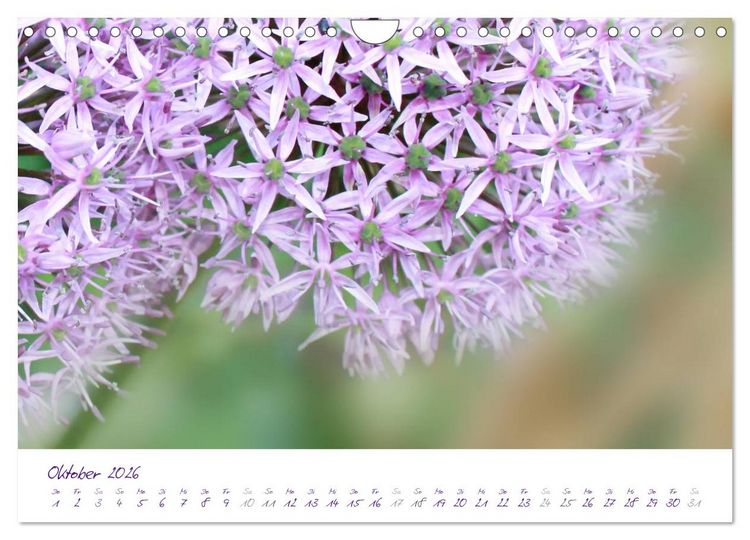 Produktbild: Lila Bl&uuml;ten (Wandkalender 2026 DIN A4 quer), CALVENDO Monatskalender