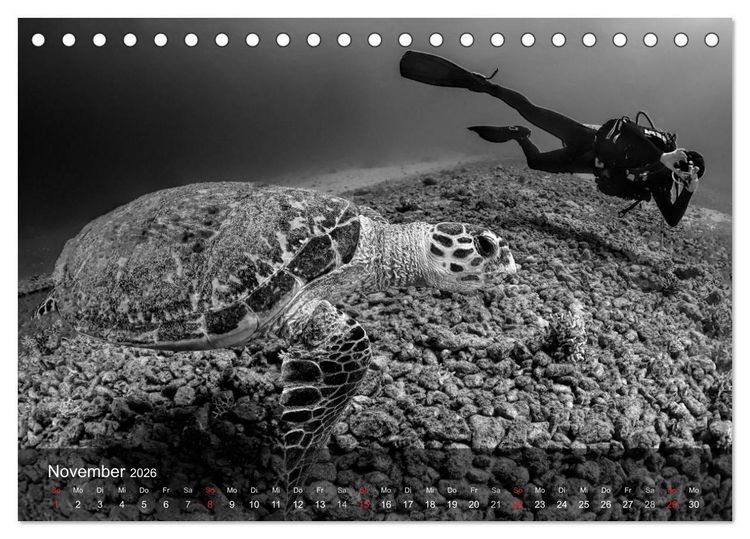 Produktbild: Schildkr&ouml;ten des Ozeans (Tischkalender 2026 DIN A5 quer), CALVENDO Monatskalender