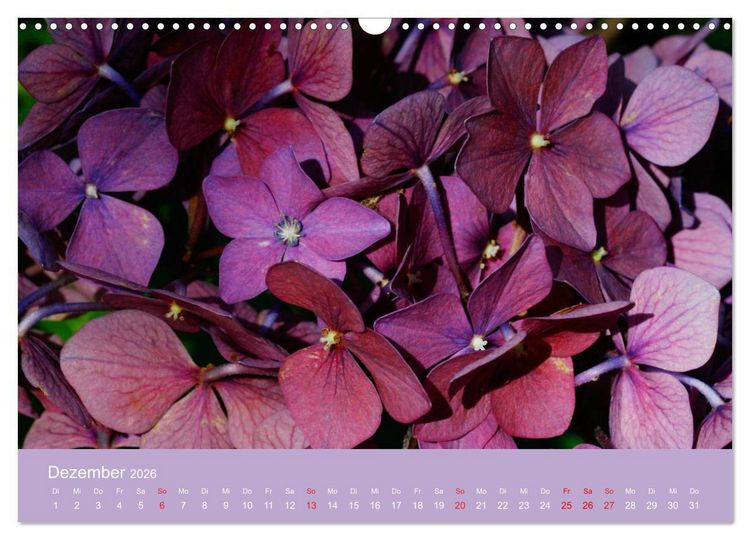 Produktbild: Hortensien Bl&uuml;hen und Vergehen (Wandkalender 2026 DIN A3 quer), CALVENDO Monatskalender