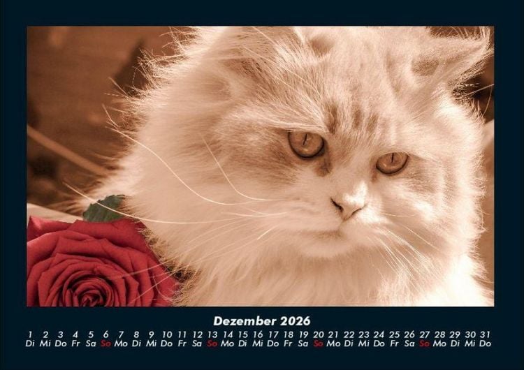 Produktbild: F&uuml;r Katzenfreunde 2026 Fotokalender DIN A4