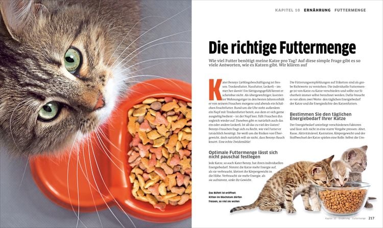 Produktbild: Die gro&szlig;e Katzenbibel