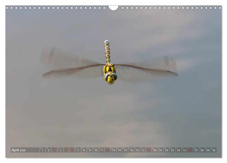 Produktbild: Libellen - Fliegende Edelsteine (Wandkalender 2026 DIN A3 quer), CALVENDO Monatskalender