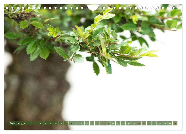 Produktbild: Bonsai ganz nah (Wandkalender 2026 DIN A4 quer), CALVENDO Monatskalender