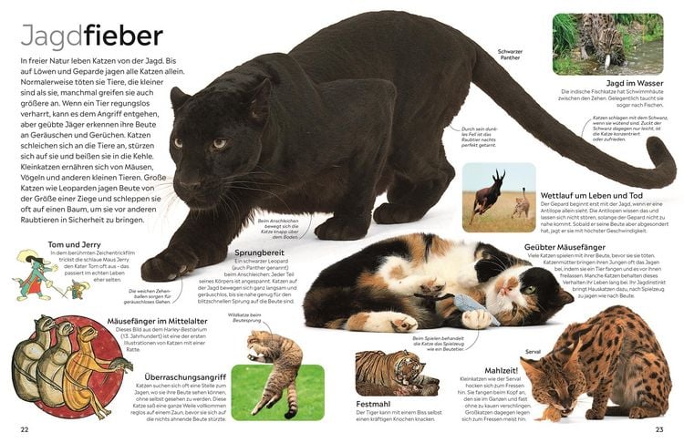 Produktbild: memo Wissen. Katzen
