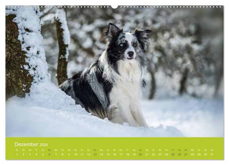 Produktbild: Traumschnauzen (Wandkalender 2026 DIN A2 quer), CALVENDO Monatskalender