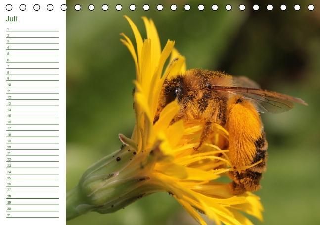 Produktbild: Bienen - Emsige Helfer (Tischkalender immerw&auml;hrend DIN A5 quer)