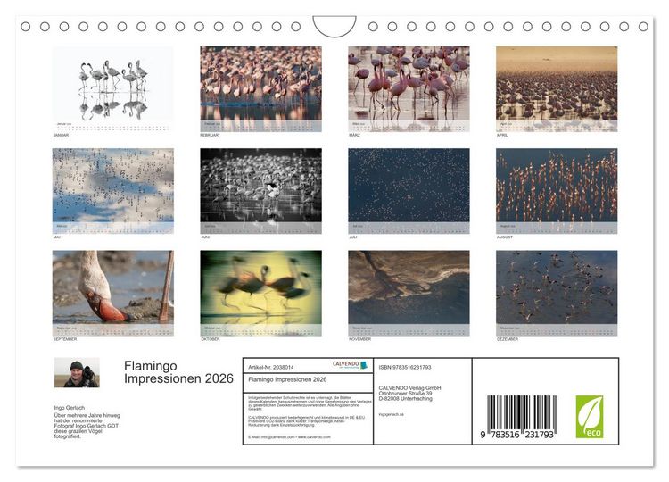 Produktbild: Flamingo Impressionen 2026 (Wandkalender 2026 DIN A4 quer), CALVENDO Monatskalender
