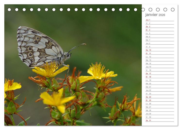 Produktbild: Dans le jardin des papillons (Calendrier de bureau 2026 DIN A5 vertical), CALVENDO calendrier mensuel