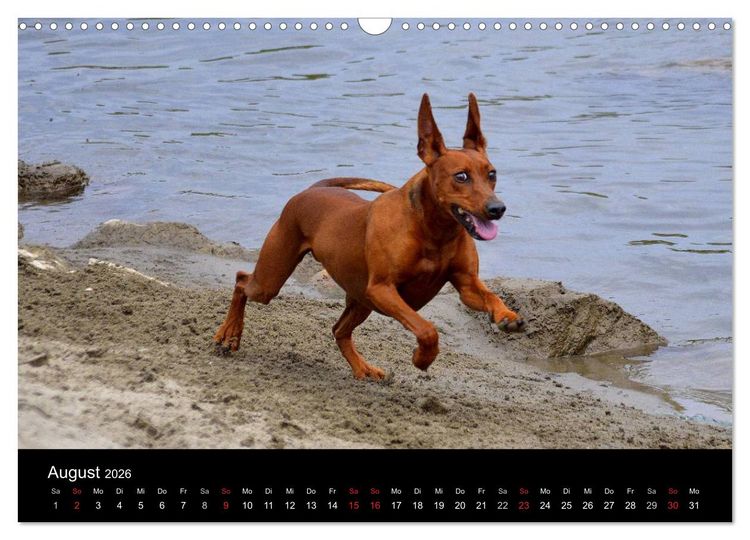 Produktbild: Deutscher Pinscher (Wandkalender 2026 DIN A3 quer), CALVENDO Monatskalender