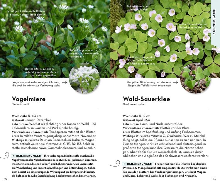 Produktbild: Basic Heilpflanzen
