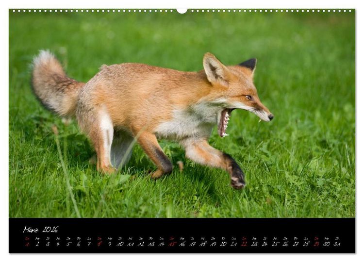 Produktbild: Rotfuchs - Impressionen (Wandkalender 2026 DIN A2 quer), CALVENDO Monatskalender