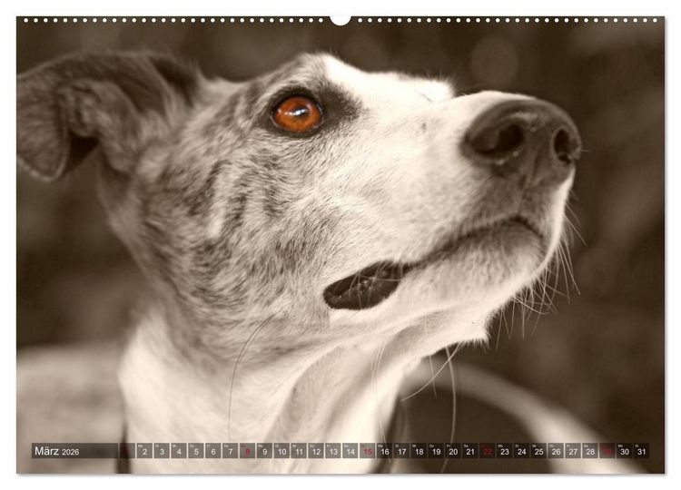 Produktbild: Galgo eye-catcher (Wandkalender 2026 DIN A2 quer), CALVENDO Monatskalender