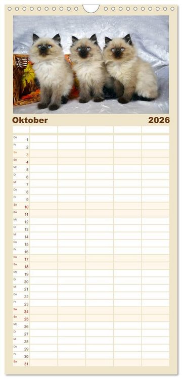 Produktbild: Familienplaner 2026 - Katzenparade mit 5 Spalten (Wandkalender, 21 x 45 cm) CALVENDO
