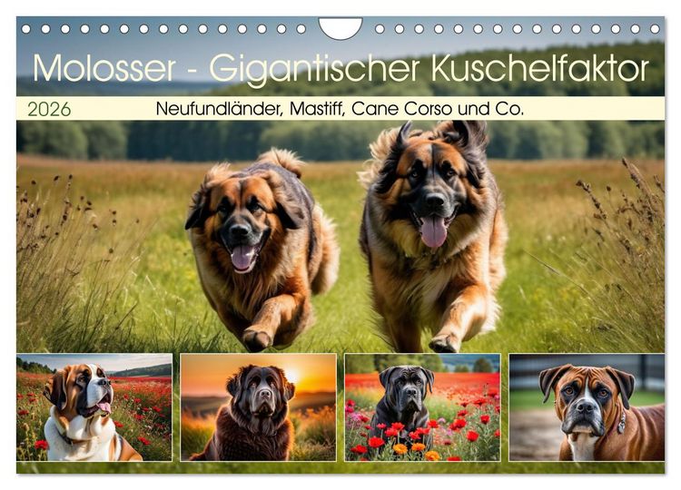 Produktbild: Molosser - Gigantischer Kuschelfaktor (Wandkalender 2026 DIN A4 quer), CALVENDO Monatskalender