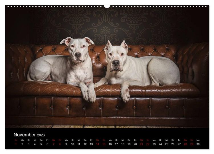 Produktbild: DOGO ARGENTINO (Wandkalender 2026 DIN A2 quer), CALVENDO Monatskalender