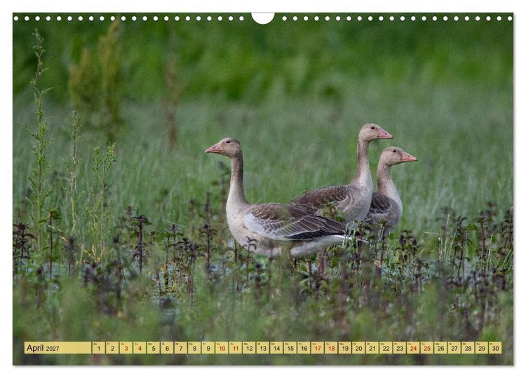 Produktbild: Donaudelta - Europas gro&szlig;es Vogelparadies (Wandkalender 2027 DIN A3 quer), CALVENDO Monatskalender