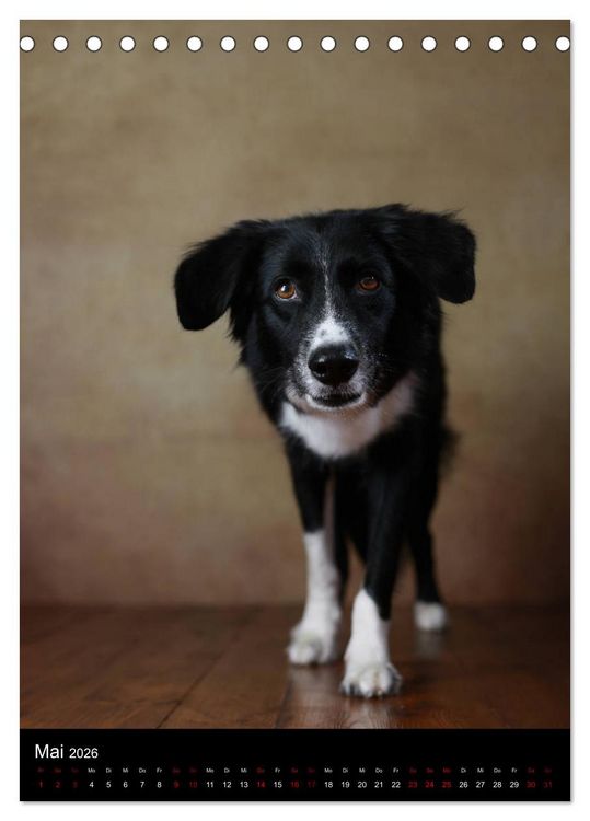 Produktbild: Geliebte Aussies - Australian Shepherds im Portrait (Tischkalender 2026 DIN A5 hoch), CALVENDO Monatskalender