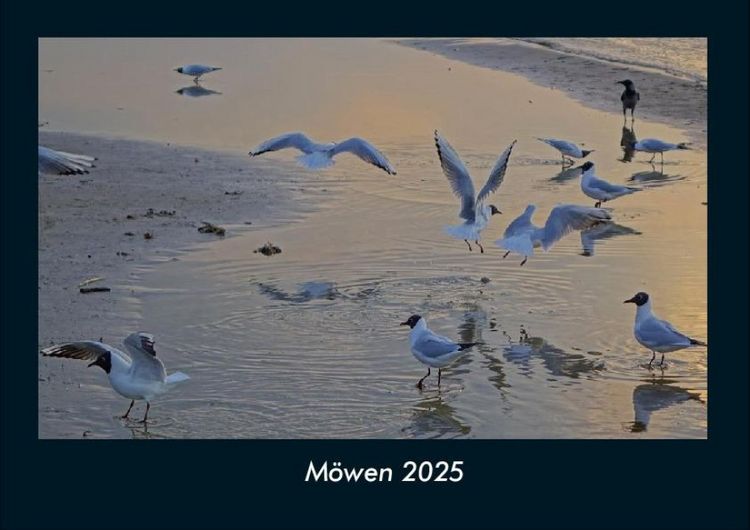 Produktbild: M&ouml;wen 2025 Fotokalender DIN A4