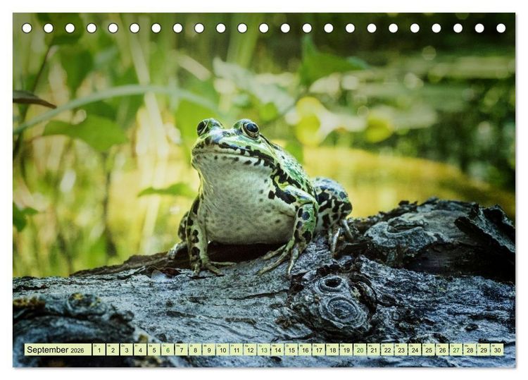 Produktbild: Fr&ouml;hliche Fr&ouml;sche (Tischkalender 2026 DIN A5 quer), CALVENDO Monatskalender