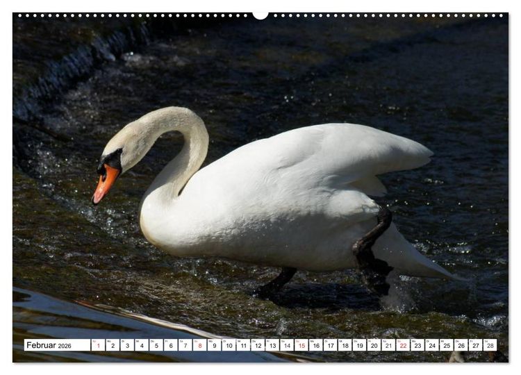 Produktbild: Elegante Schw&auml;ne (hochwertiger Premium Wandkalender 2026 DIN A2 quer), Kunstdruck in Hochglanz