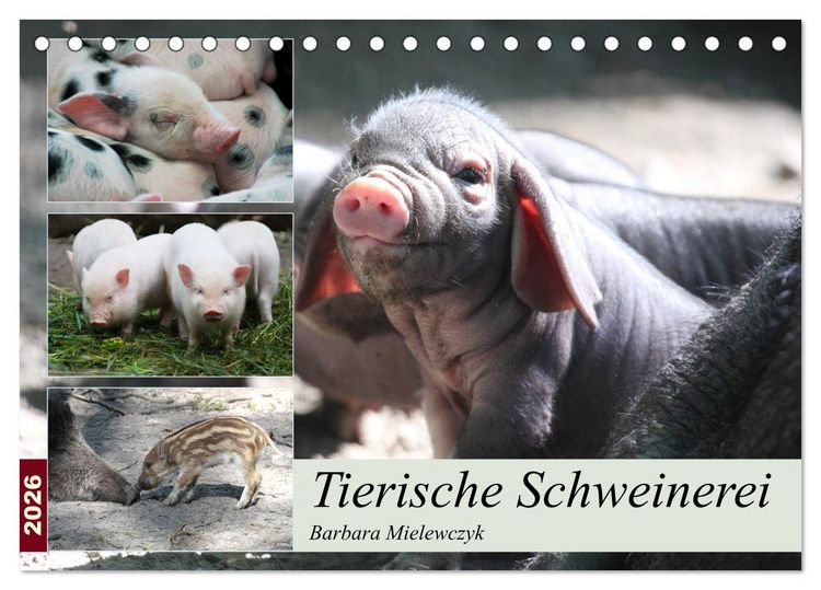 Produktbild: Tierische Schweinerei (Tischkalender 2026 DIN A5 quer), CALVENDO Monatskalender