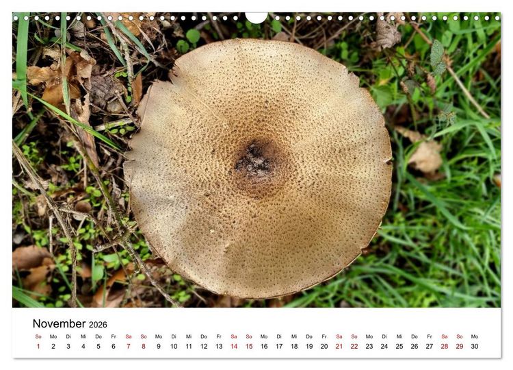 Produktbild: Pilze - Geheimnisvolle Herrscher der W&auml;lder (Wandkalender 2026 DIN A3 quer), CALVENDO Monatskalender